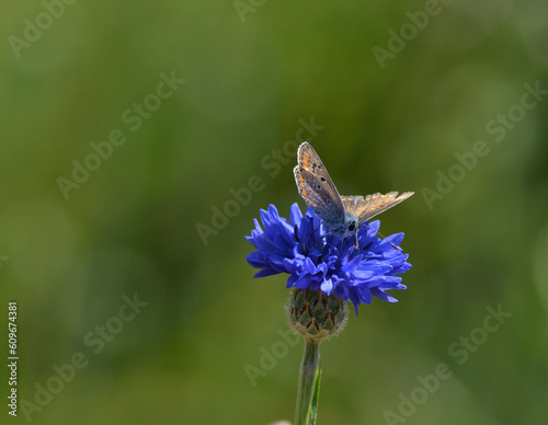 Papillon butinant un fleur bleue © graphlight