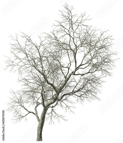 Single dry tress woods standing lonely on transparent backgrounds 3d render png
