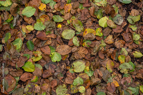 Forest ground