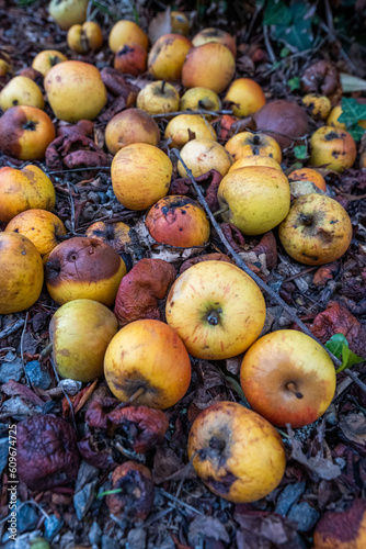 Fallen apples