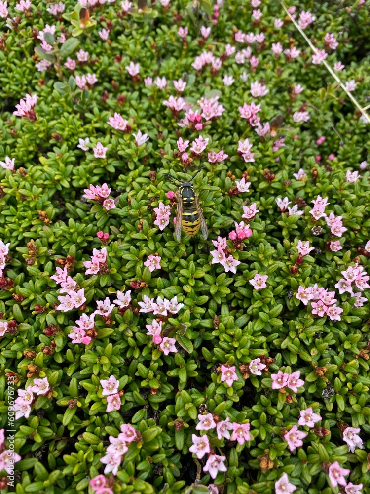 pink and white flowers