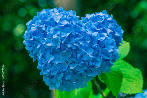 ハートの紫陽花