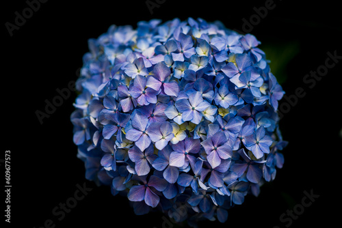 紫陽花