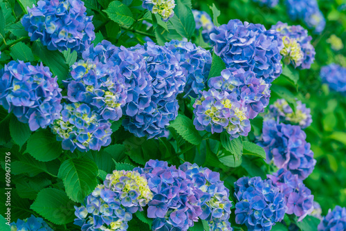紫陽花