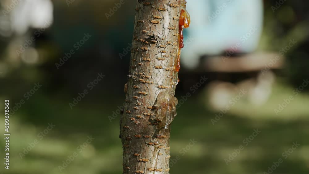 Golden resin is released and flows down trunk of diseased fruit tree, camera movement from top to bottom. Problems of growing fruit trees in garden. Gum used for treatment in traditional medicine.