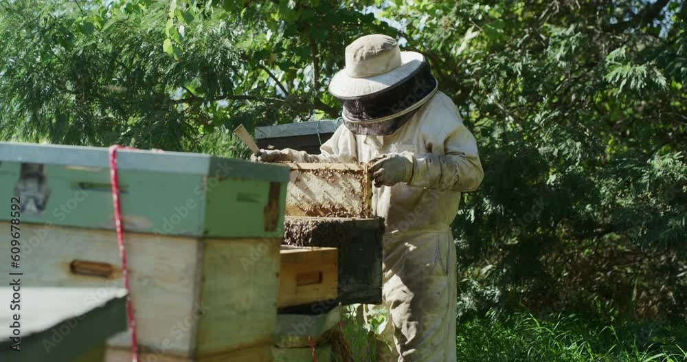 Bee farm, hive frame and beekeeper in suit for honey harvest, honeycomb and pollen production. Beekeeping, agriculture and person with sustainable farm for sweet, organic and natural food in garden Bee farm, hive frame and beekeeper in suit for honey harvest, honeycomb and pollen production. Beekeeping, agriculture and person with sustainable farm for sweet, organic and natural food in garden