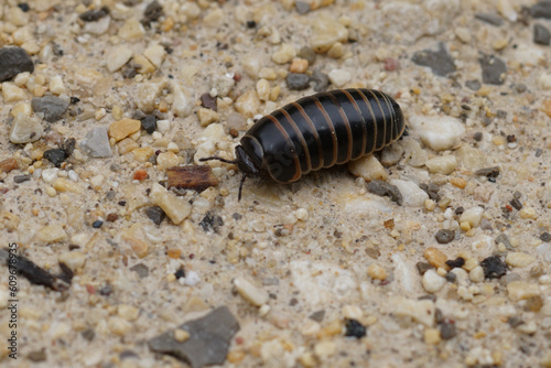 Closeup on a Glomeris marginata milliped resembling a pill-bug woodlouse