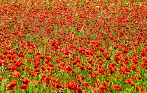 mohn blumen Feld, Sommer, wiese, blumen, rot
