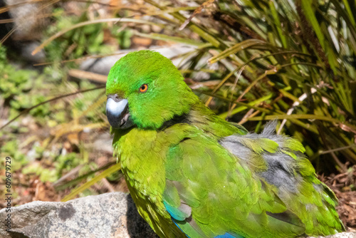 A Antipodes Island parakeet (Cyanoramphus unicolor) at a local zoo photo