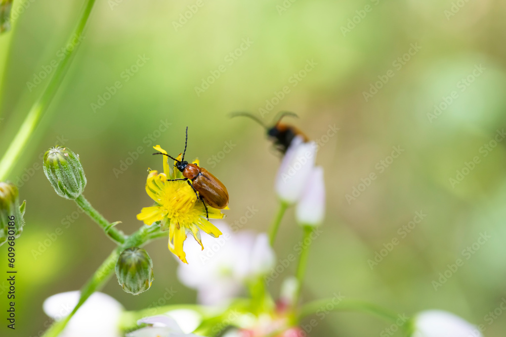 Macro photography of Exosoma lusitanicum, or daffodil leaf beetles on a yellow flower with a stunning blurred background and copy space, South of France Macro photography of Exosoma lusitanicum, or daffodil leaf beetles on a yellow flower with a stunning blurred background and copy space, South of France