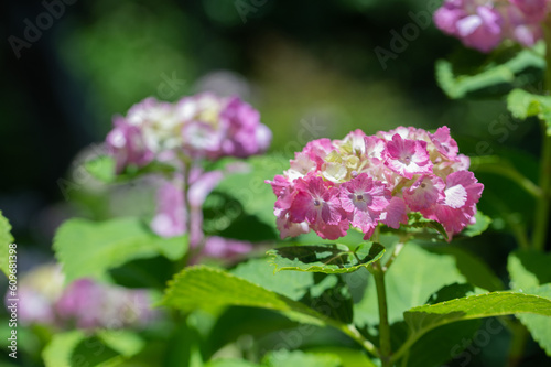 アジサイが咲く6月