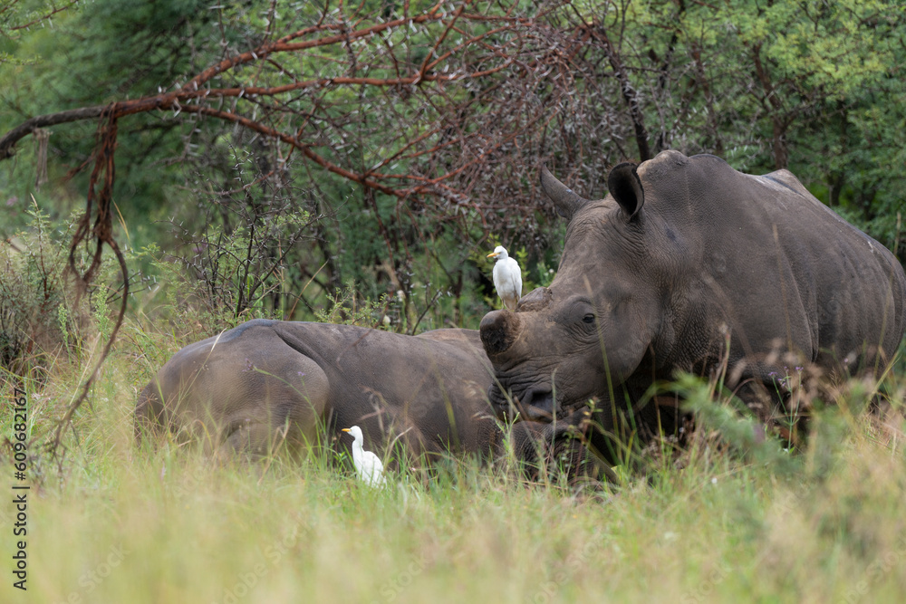 Rhinocéros blanc, corne coupée, white rhino, Ceratotherium simum, Héron garde boeufs,.Bubulcus ibis, Western Cattle Egret, Parc national Kruger, Afrique du Sud Rhinocéros blanc, corne coupée, white rhino, Ceratotherium simum, Héron garde boeufs,.Bubulcus ibis, Western Cattle Egret, Parc national Kruger, Afrique du Sud
