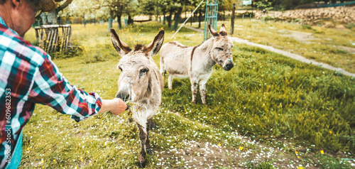 Fotografie Farmer feeding donkeys in the countryside