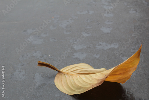 autumn yellowed leaf on dark gray background