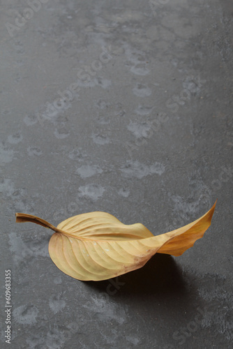 autumn yellowed leaf on dark gray background
