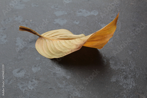 autumn yellowed leaf on dark gray background