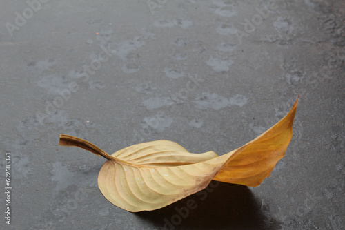 autumn yellowed leaf on dark gray background