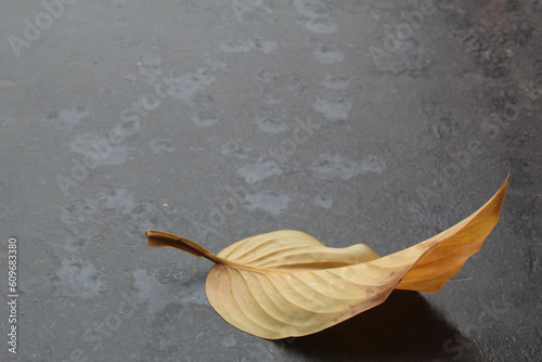autumn yellowed leaf on dark gray background