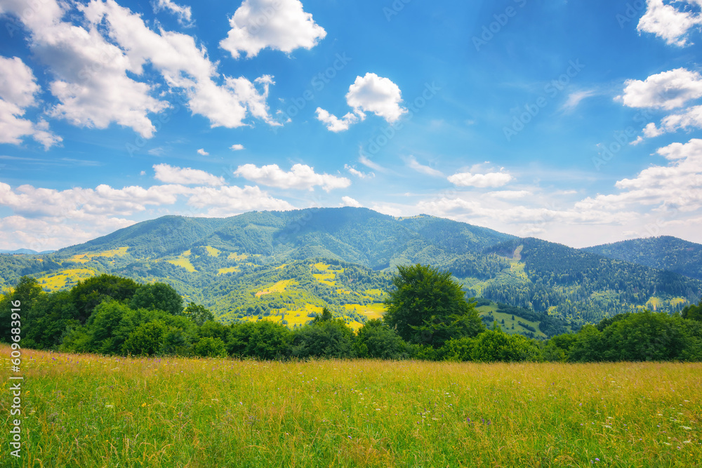 countryside scenery with meadow in mountains. empty grassy pasture in summer. green hay field landscape on a sunny day countryside scenery with meadow in mountains. empty grassy pasture in summer. green hay field landscape on a sunny day