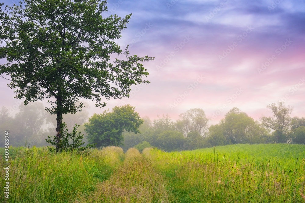 deciduous trees on the grassy field. rural landscape at dawn. foggy scenery in summer