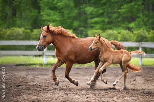 beautiful pony with newborn foal galloping together