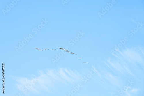 A flock of pelicans flies across the clear blue sky.