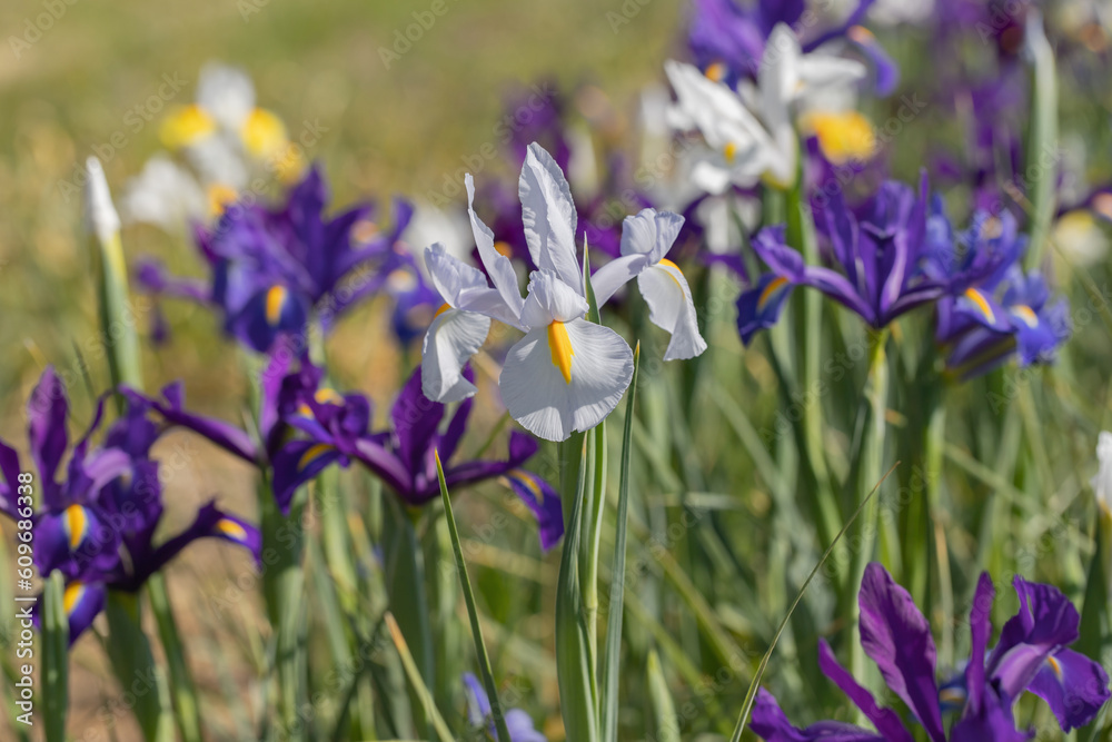 White duch iris (Iris x hollandica) in a flower plantation. White duch iris (Iris x hollandica) in a flower plantation.