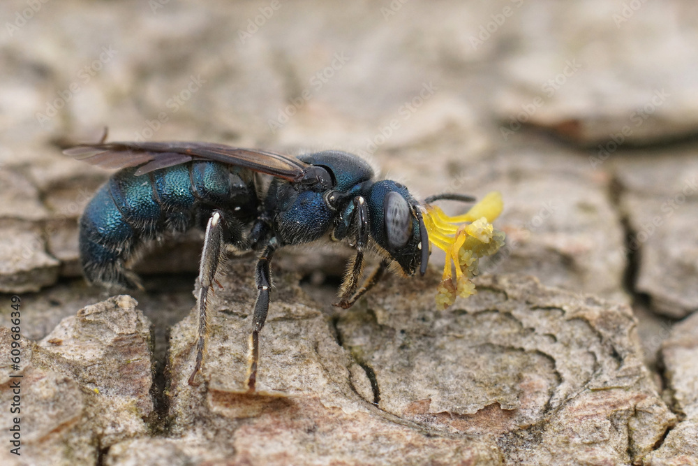 Closeup on a metallic blue male Ceratina chalcites carpenter bee, with a remnant from an Orchid glued on his head Closeup on a metallic blue male Ceratina chalcites carpenter bee, with a remnant from an Orchid glued on his head