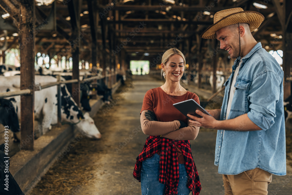 A Caucasian cowboy and woman doing inspection of cattle at the animal farm A Caucasian cowboy and woman doing inspection of cattle at the animal farm