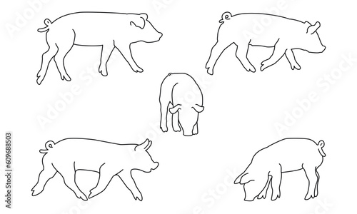 Pig