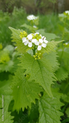 lily of the valley in spring