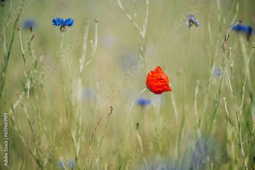 Impressionen einer sommerlichen Wiese, Sommerwiese, Blumenwiese mit vielen blauen Blumen, Kornblumen, Mohn, Klatschmohn, Centaurea cyanus. Selektive Schärfe liegt auf einzelnen Kornblumen