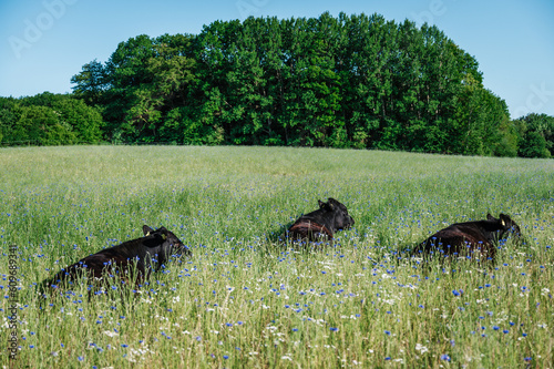 Schwarze Ochsen, Rinder auf einer wilden, naturbelassenen Wiese mit Sommerblumen, Kornblumen, Gräsern vor blauem Himmel photo