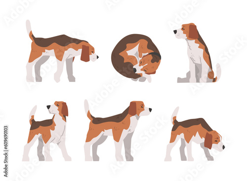 Beagle Dog as Scent Hound Breed with Brown Marking and Large Long Ears Vector Set