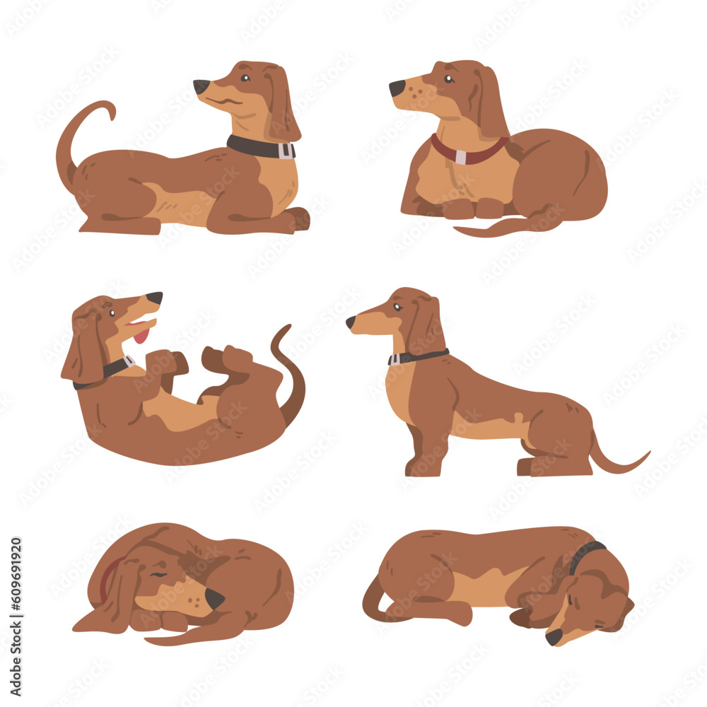 Dachshund or Badger Dog as Short-legged and Long-bodied Hound Breed with Collar Vector Set