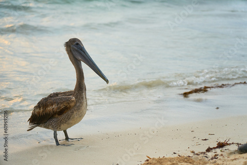 A pelican on a sandy beach close to a blurred sea in the background.