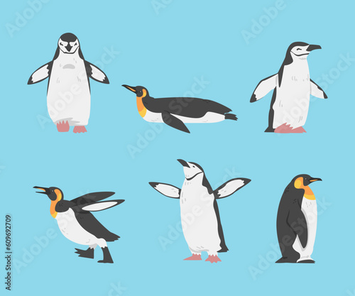 Penguin as Aquatic Flightless Bird with Flippers for Swimming Vector Set