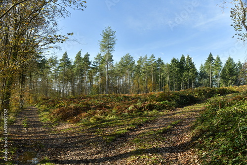 La forêt de Rouilon en automne sur les pente des collines dominant la vallée de la Meuse à Annevoie au sud de Namur