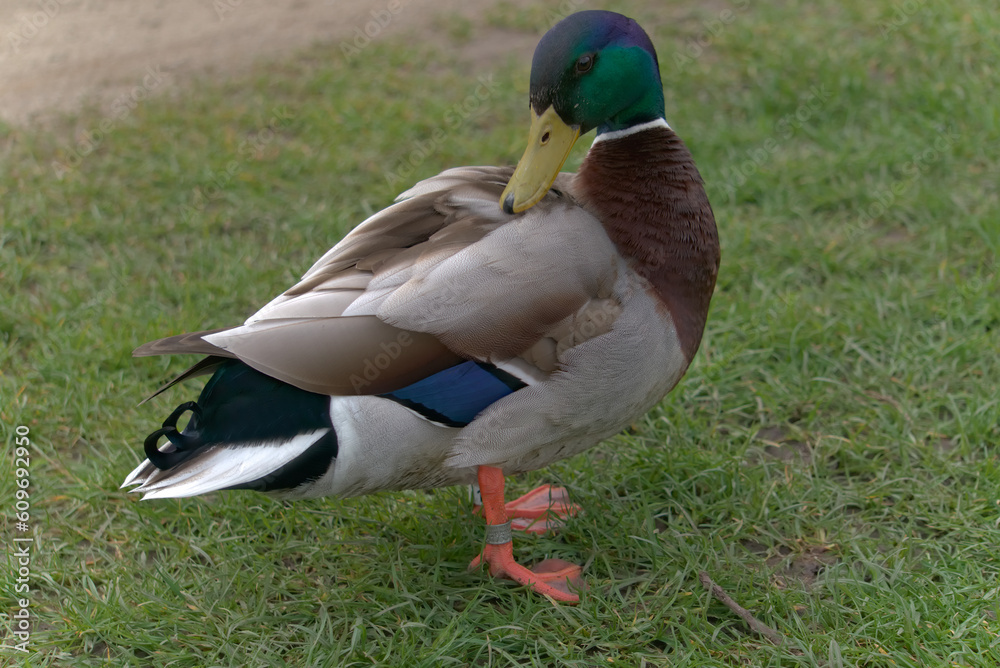 Obraz premium close - up of a mallard duck in the park (ver. 2)