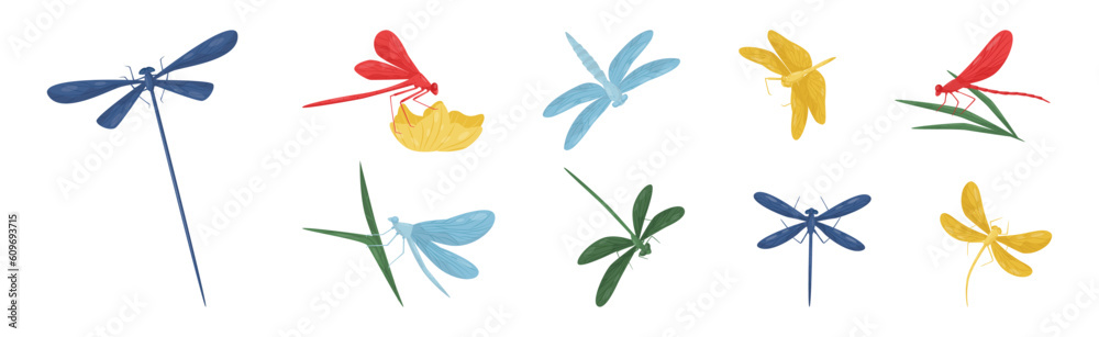 Various Colorful Dragonflies Flying with Long Wings Vector Set