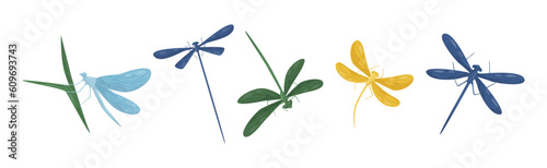 Various Colorful Dragonflies Flying with Long Wings Vector Set