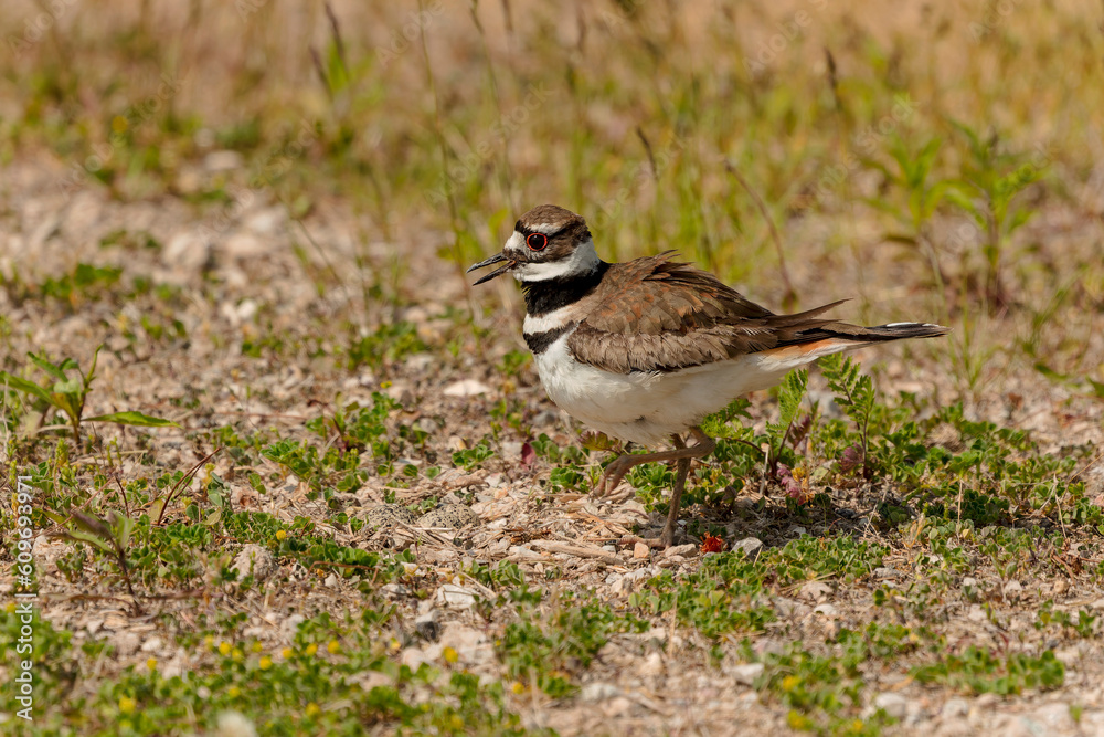 The killdeer (Charadrius vociferus), in very hot weather, the female