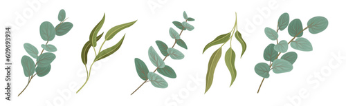 Eucalyptus Floral Leafy Branch and Twigs Vector Set