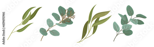 Eucalyptus Floral Leafy Branch and Twigs Vector Set