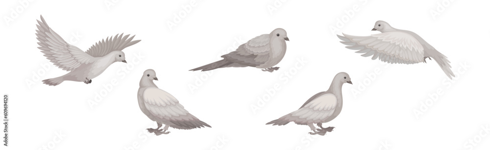 Obraz premium White Dove or Pigeon Bird with Wings Flying Vector Set