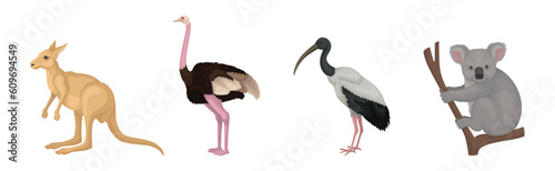 Different Australian Animals with Kangaroo, Ostrich, Ibis and Koala Vector Set