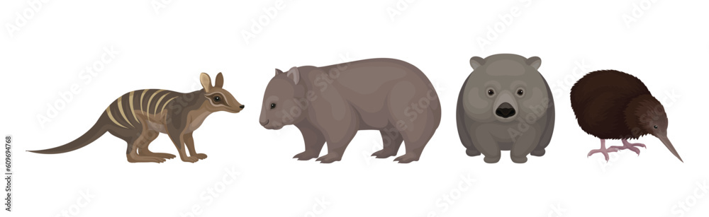 Different Australian Animals with Wombat, Bandicoot and Echidna Vector Set