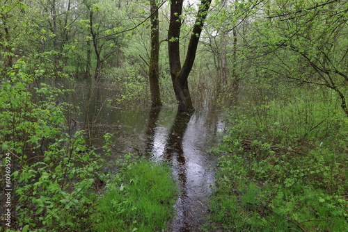 Slika na platnu Flooded forest, summer sunny day, rainy park atmosphere