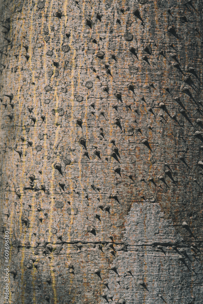 Close up of the spiky bark of the tree Close up of the spiky bark of the tree