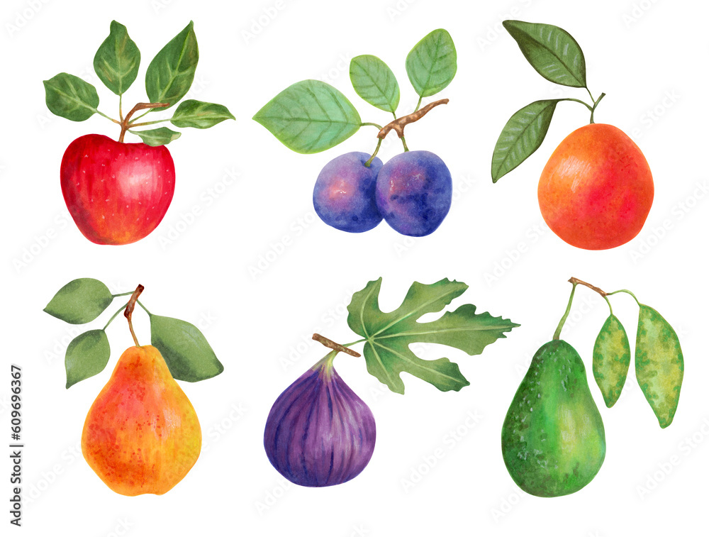 Fruit set.Apple, plums, grapefruit, pear, figs, avocado. Fresh food, healthy food concept.All elements are isolated and editable. Hand-drawn illustration with markers and watercolor. Fruit set.Apple, plums, grapefruit, pear, figs, avocado. Fresh food, healthy food concept.All elements are isolated and editable. Hand-drawn illustration with markers and watercolor.